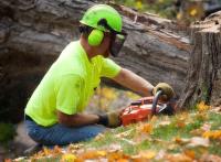 Rochester Tree Service Pros image 20